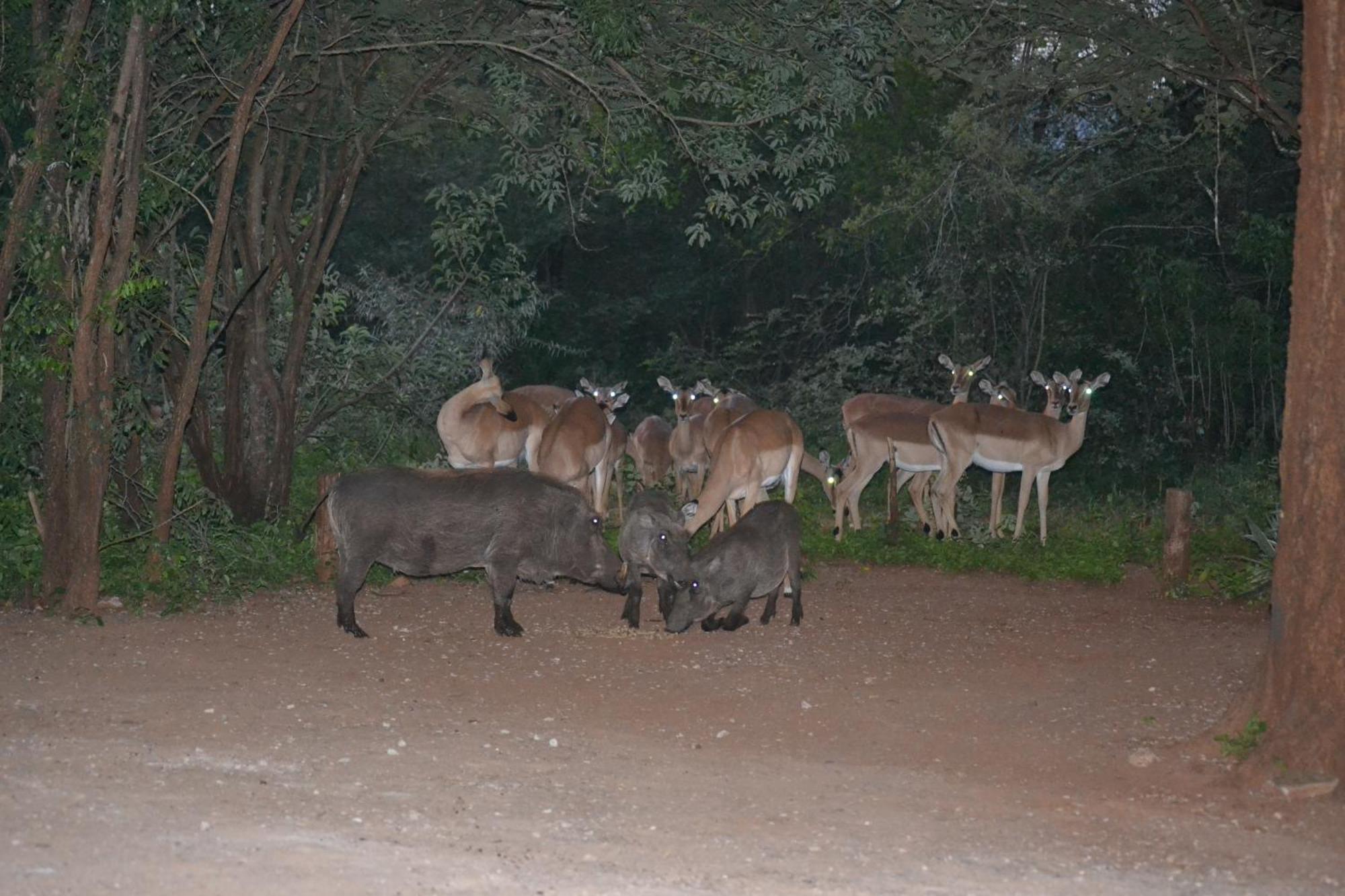 Kiburi Cottage @ Kruger Marloth Park Bagian luar foto