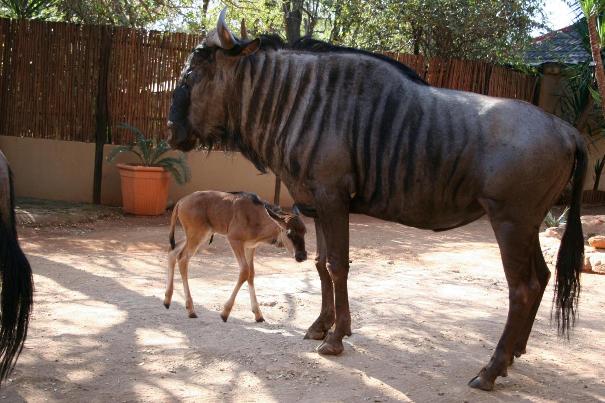 Kiburi Cottage @ Kruger Marloth Park Bagian luar foto