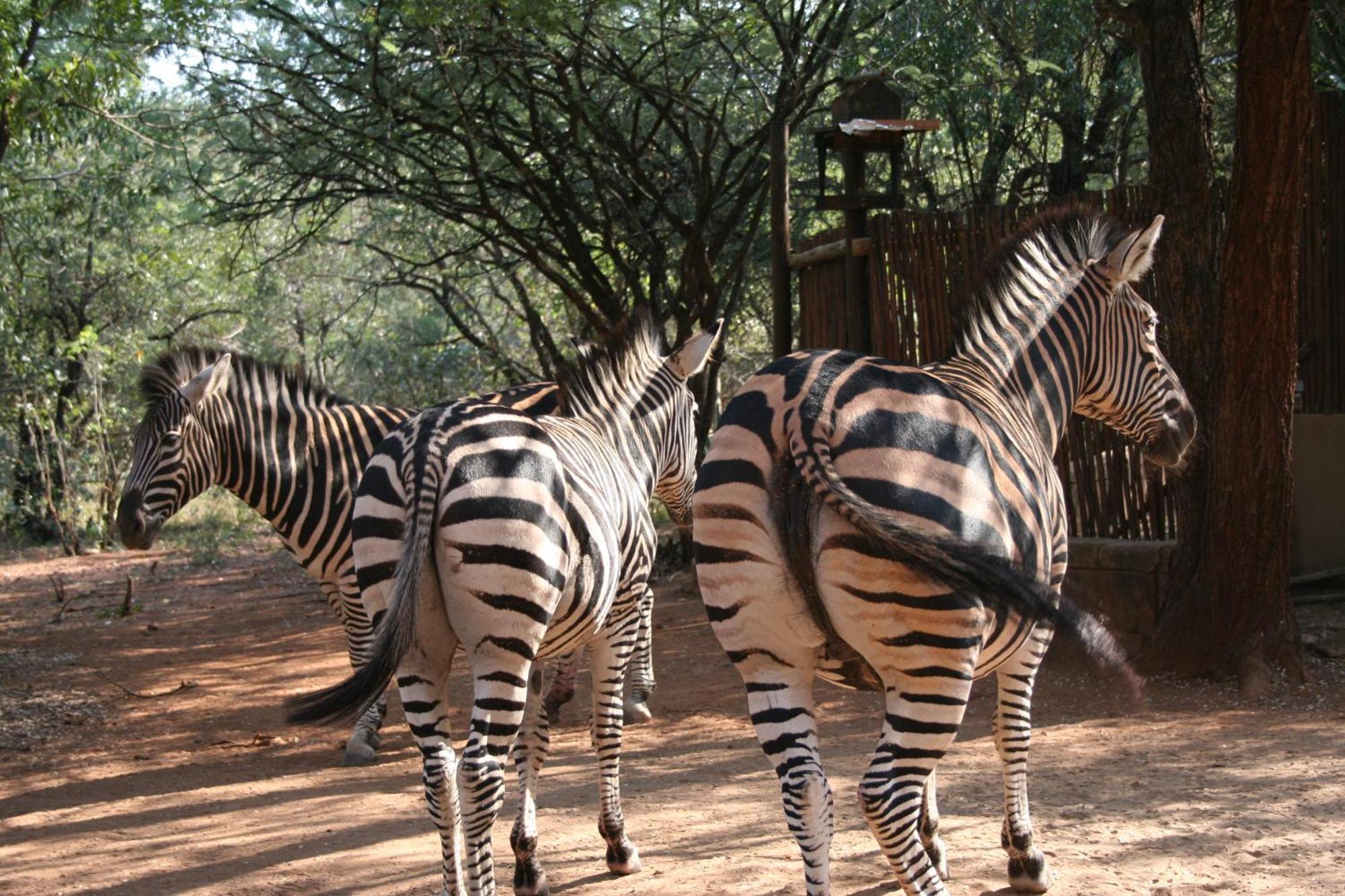 Kiburi Cottage @ Kruger Marloth Park Bagian luar foto