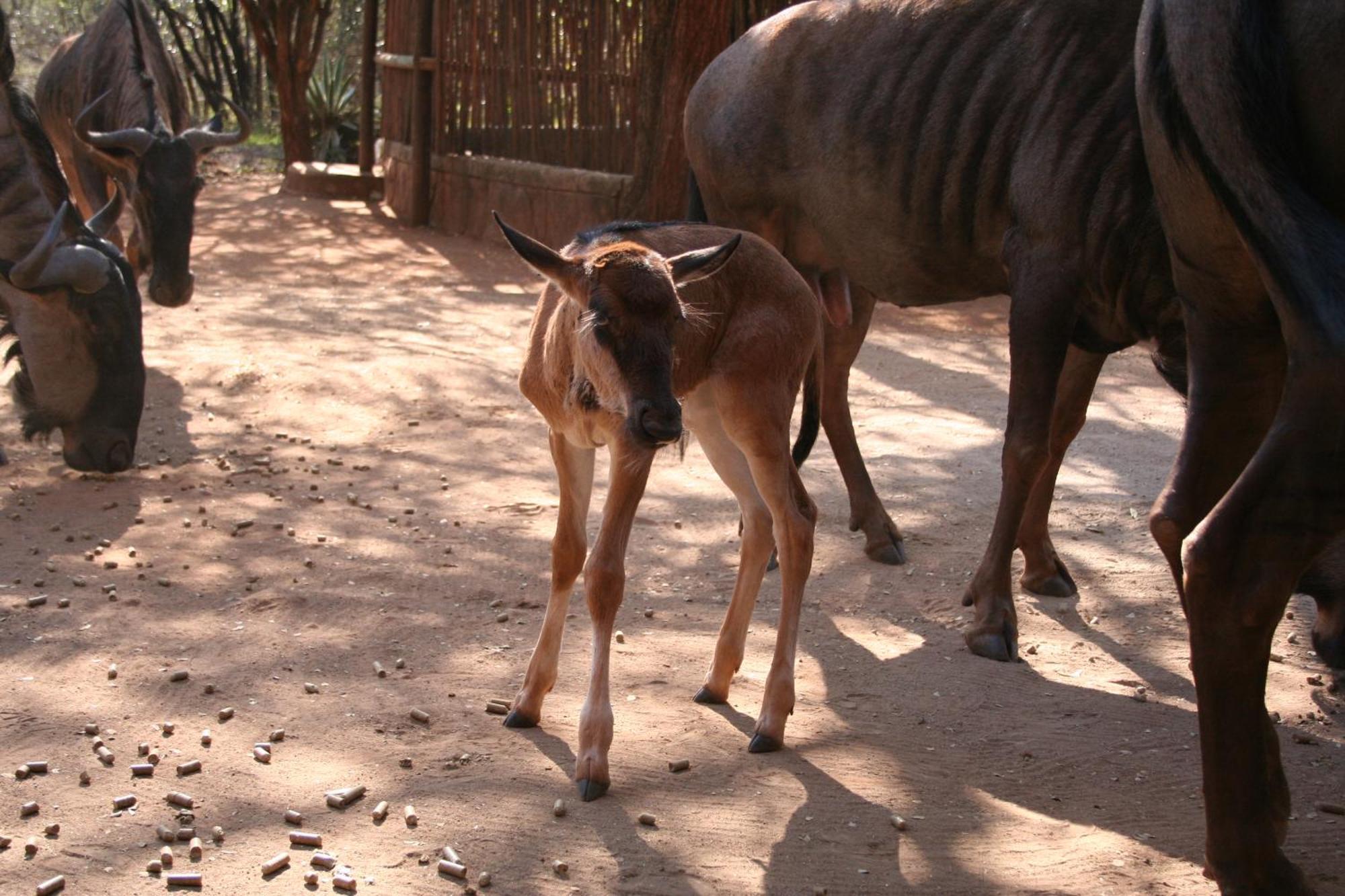 Kiburi Cottage @ Kruger Marloth Park Bagian luar foto