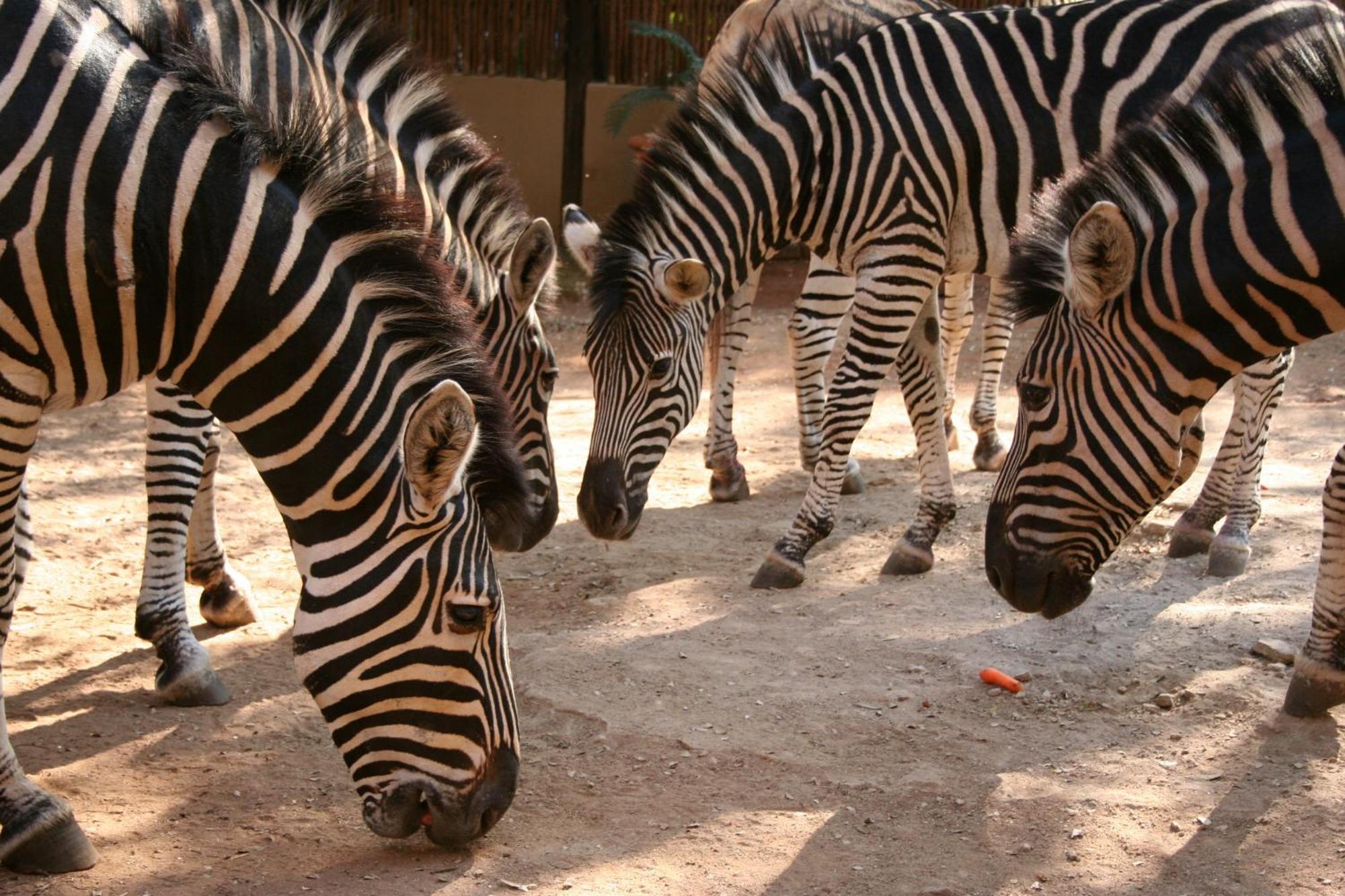 Kiburi Cottage @ Kruger Marloth Park Bagian luar foto