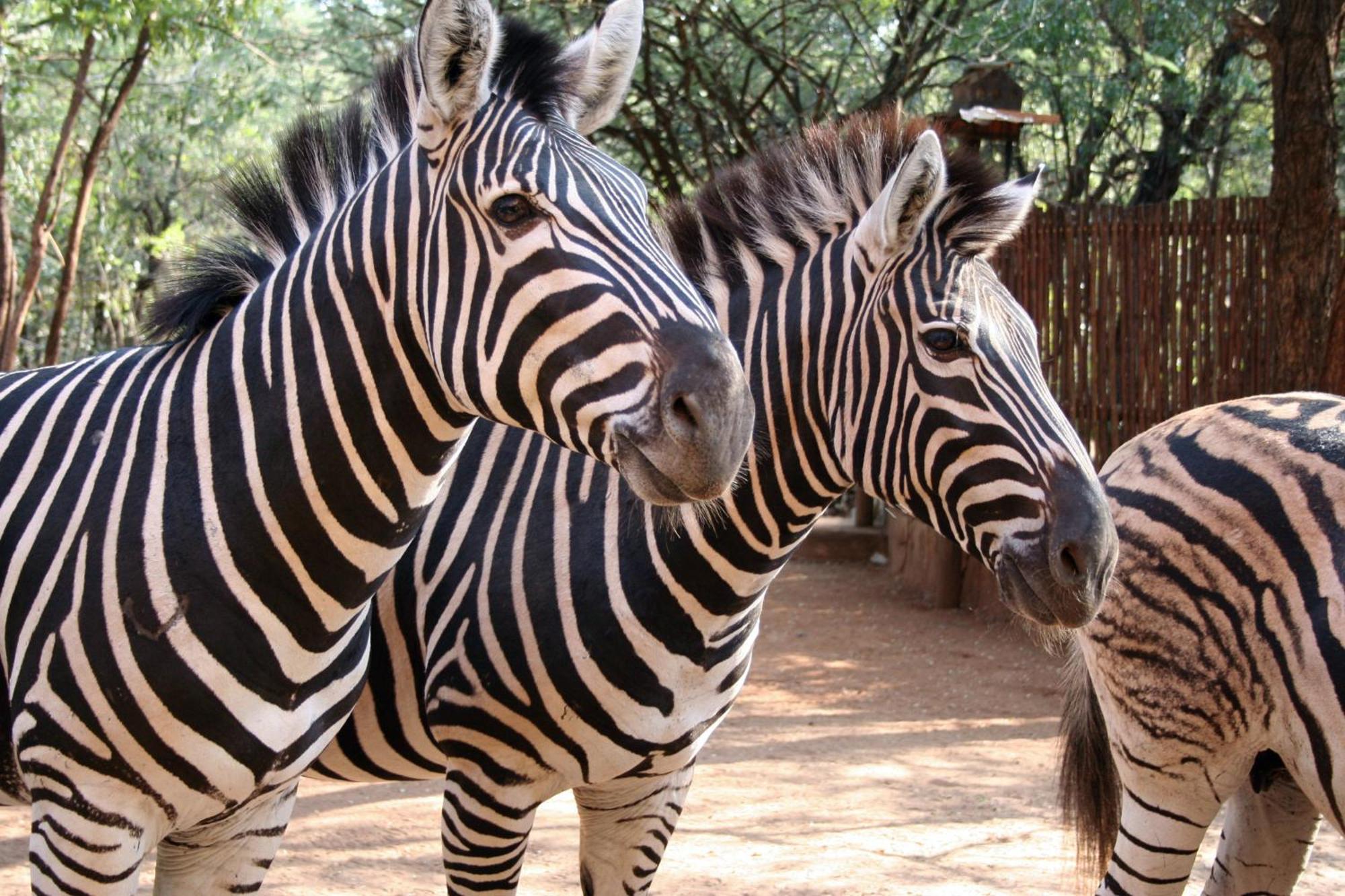 Kiburi Cottage @ Kruger Marloth Park Bagian luar foto